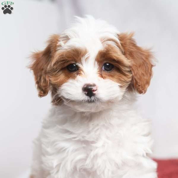 Whitney, Cavapoo Puppy
